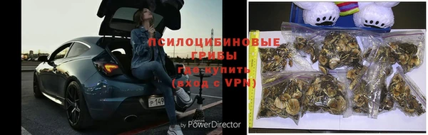 ГАЛЛЮЦИНОГЕННЫЕ ГРИБЫ Аркадак
